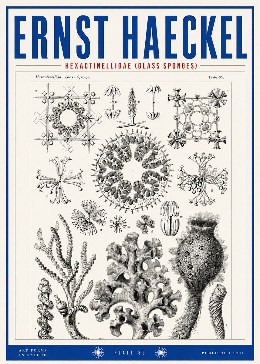 Ernst Haeckel Hexactinellida. Glass Sponges. No3 - Juliste