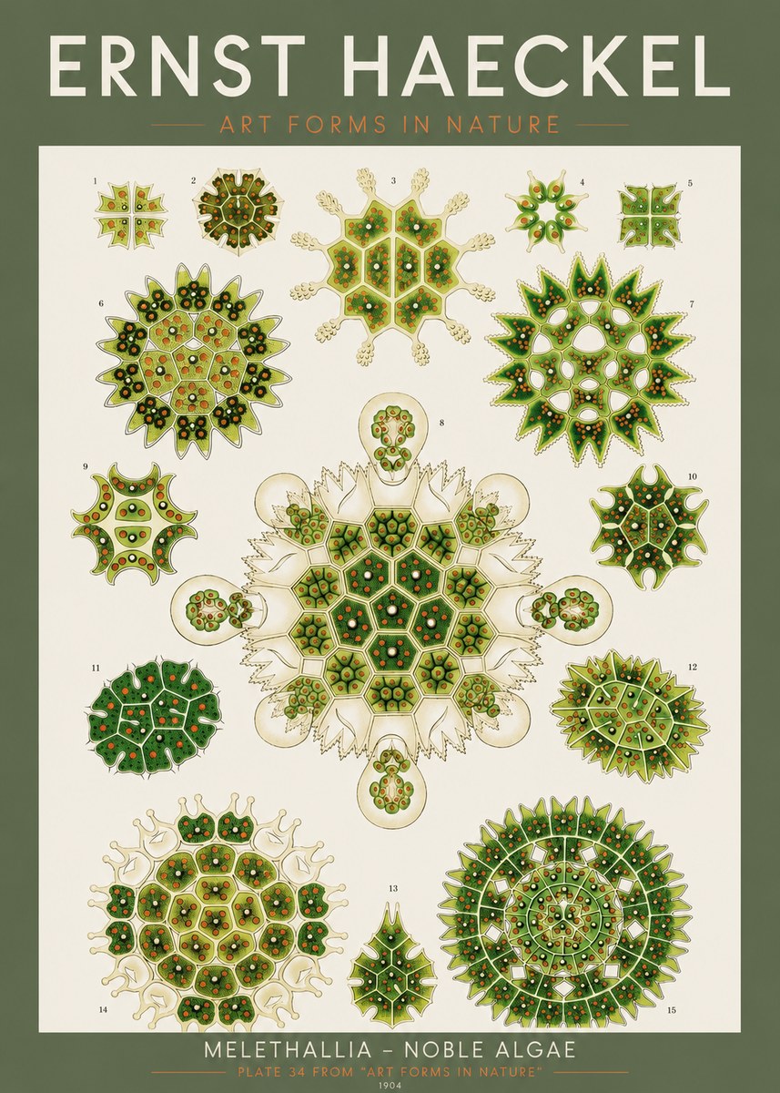 Ernst Haeckel Melethallia - Noble Algae No2 - Juliste