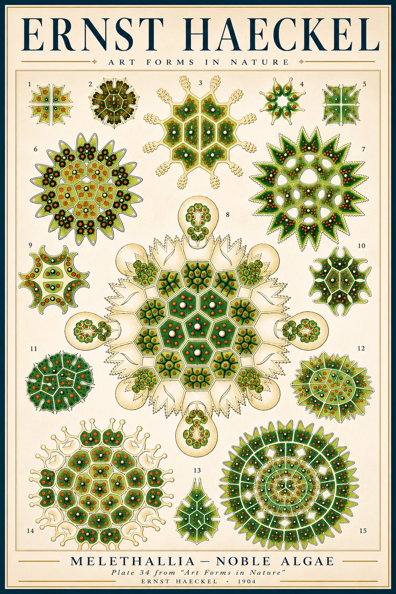 Ernst Haeckel Melethallia - Noble Algae No3 - Juliste