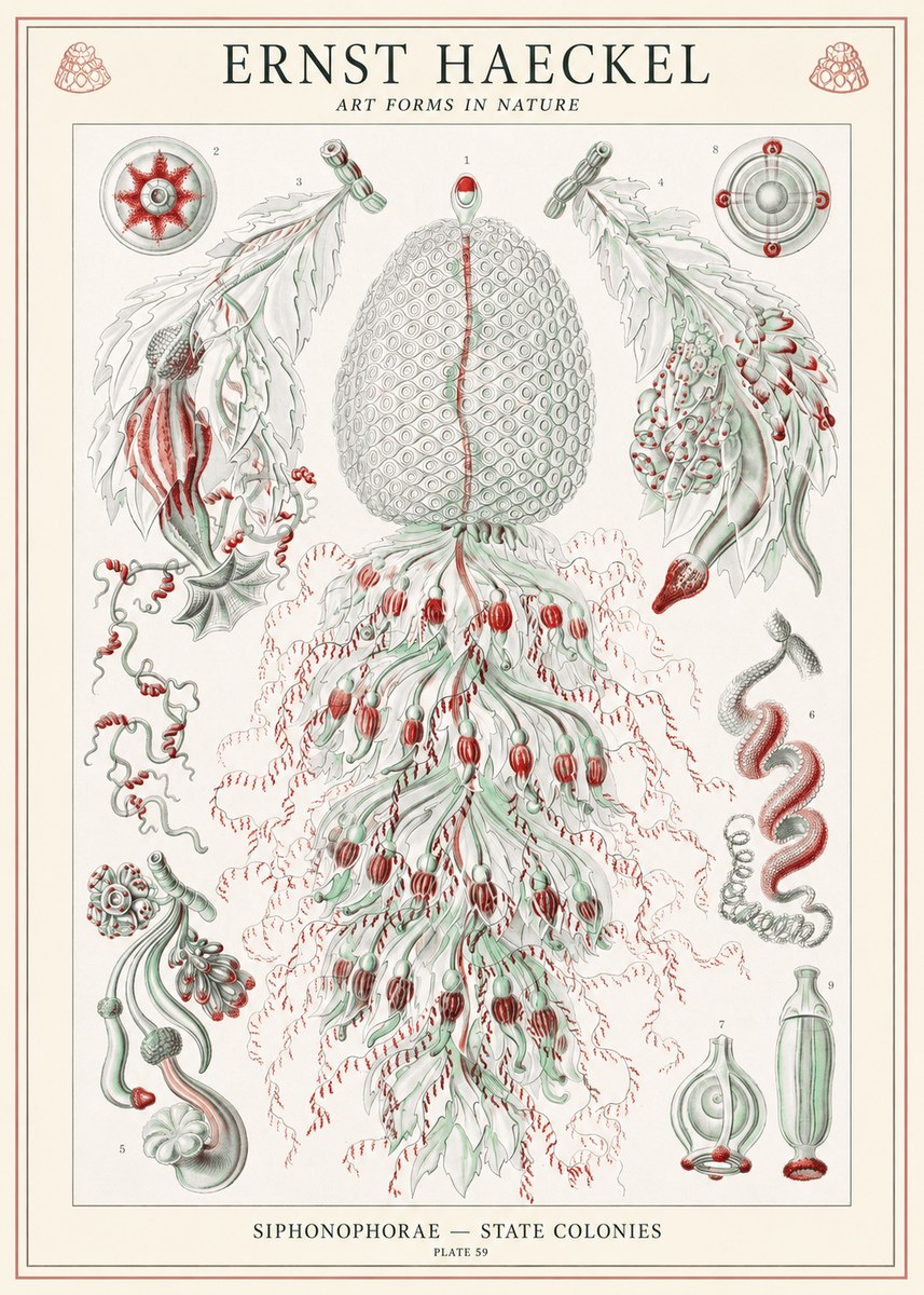 Ernst Haeckel Siphonophorae - State Colonies No1 - Juliste