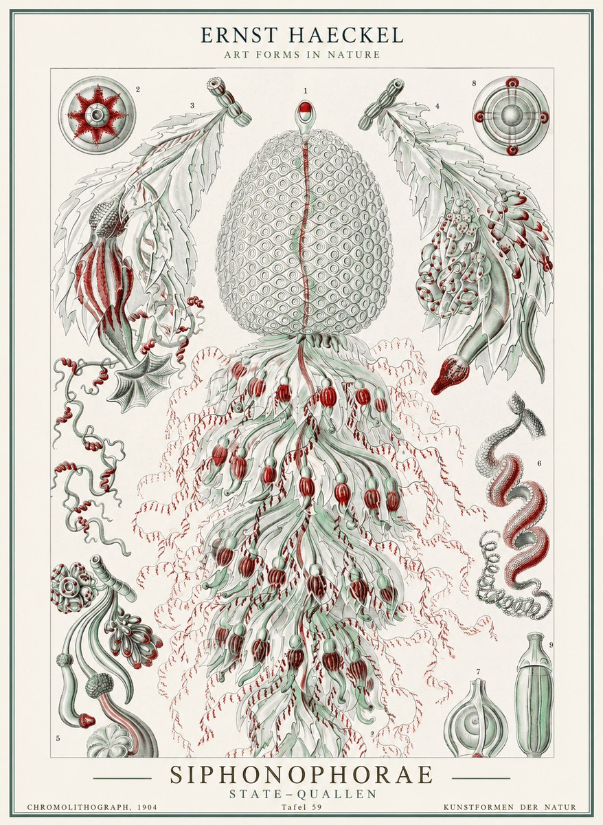 Ernst Haeckel Siphonophorae - State Colonies No2 - Juliste