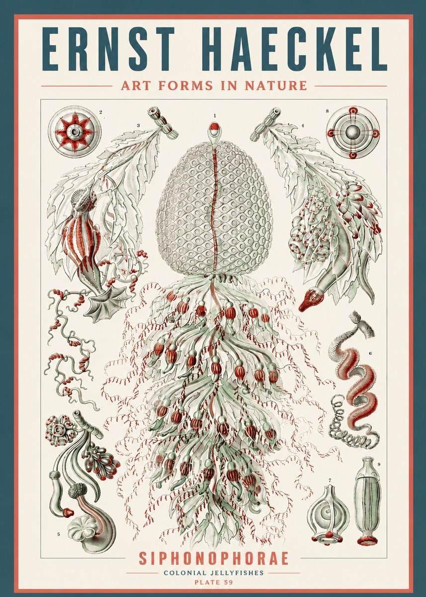 Ernst Haeckel Siphonophorae - State Colonies No5 - Juliste