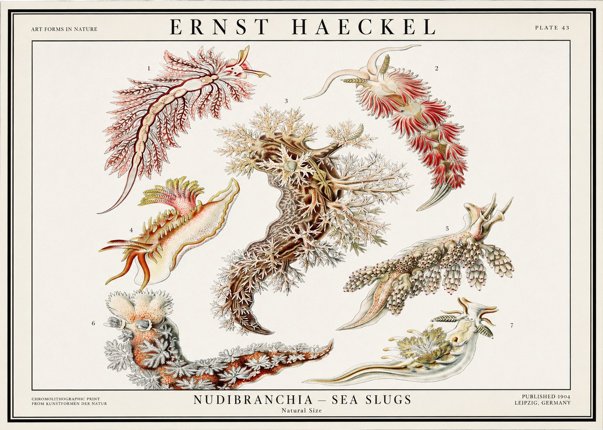 Ernst Haeckel Nudibranchia – Sea Slugs No1 - Juliste