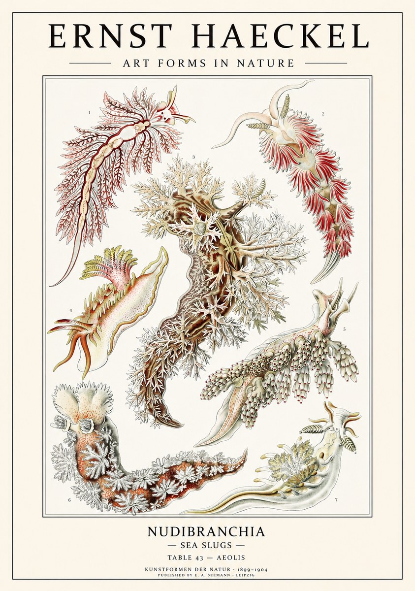 Ernst Haeckel Nudibranchia – Sea Slugs No3 - Juliste