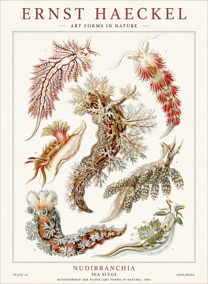Ernst Haeckel Nudibranchia – Sea Slugs No4 - Juliste