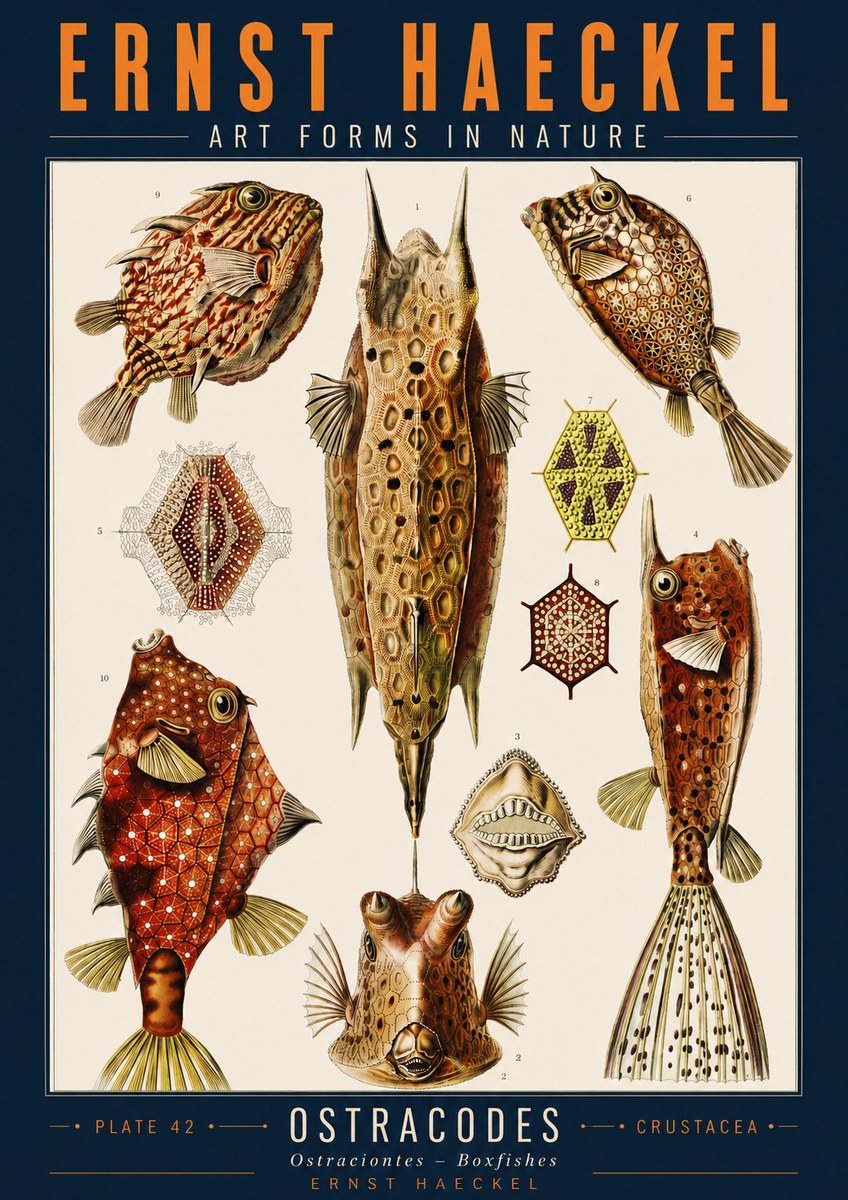 Ernst Haeckel Ostracodes Crustacea No2 - Juliste