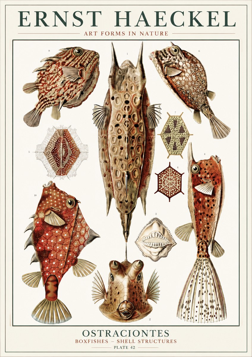 Ernst Haeckel Ostracodes Crustacea No6 - Juliste