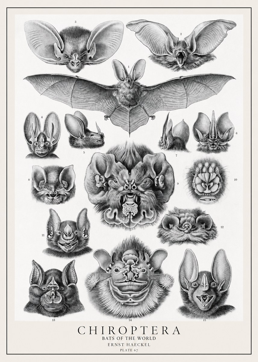 Ernst Haeckel Chiroptera Bats No2 - Juliste