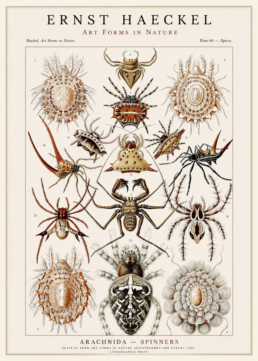 Ernst Haeckel Arachnida — Spiders No3 - Juliste