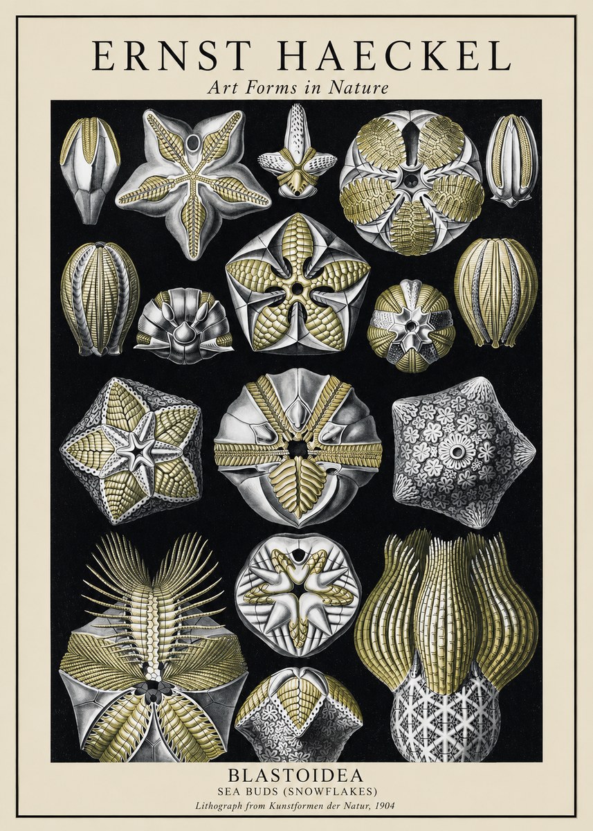 Ernst Haeckel Blastoidea Sea Buds (Snowflakes) No1 - Juliste