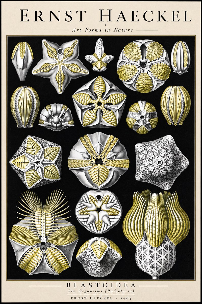 Ernst Haeckel Blastoidea Sea Buds (Snowflakes) No3 - Juliste