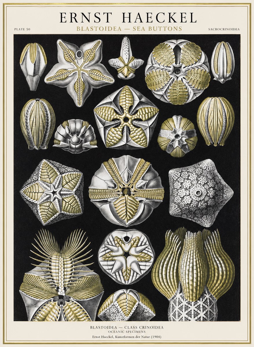 Ernst Haeckel Blastoidea Sea Buds (Snowflakes) No4 - Juliste