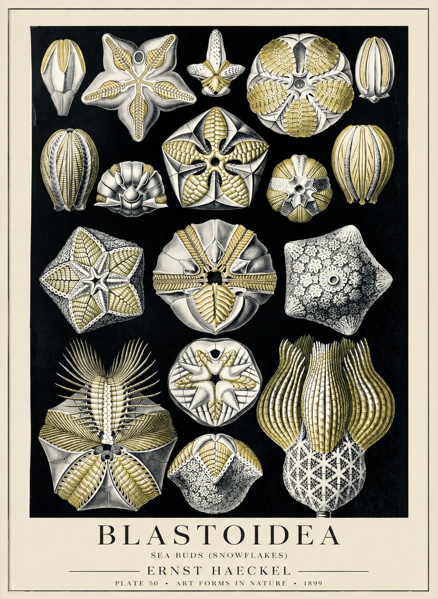 Ernst Haeckel Blastoidea Sea Buds (Snowflakes) No5 - Juliste