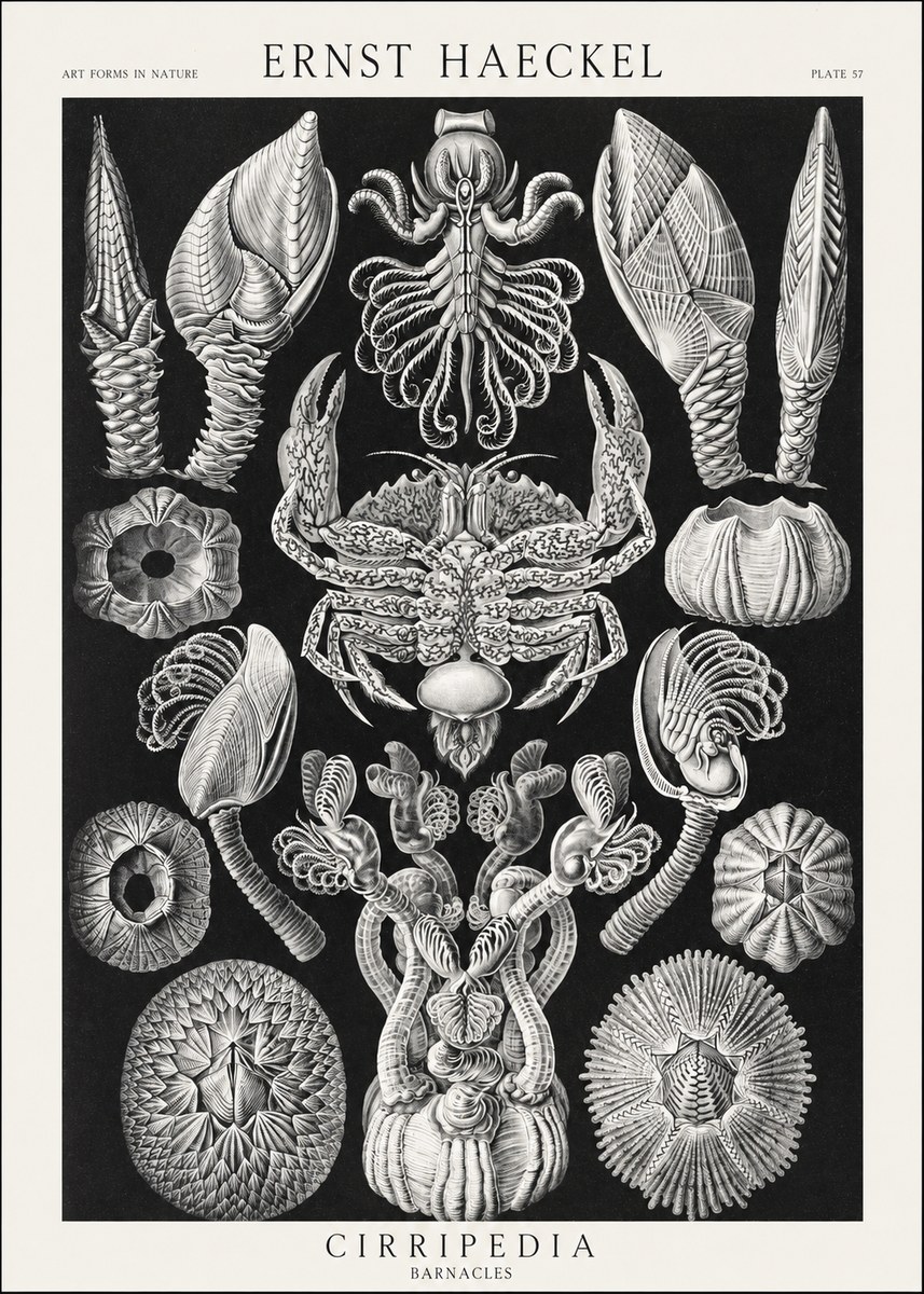 Ernst Haeckel Cirripedia Barnacles No3 - Juliste