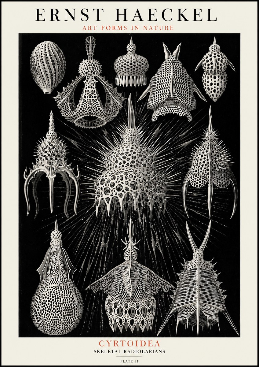 Ernst Haeckel Cyrtoidea - Starry Radiolarians No4 - Juliste