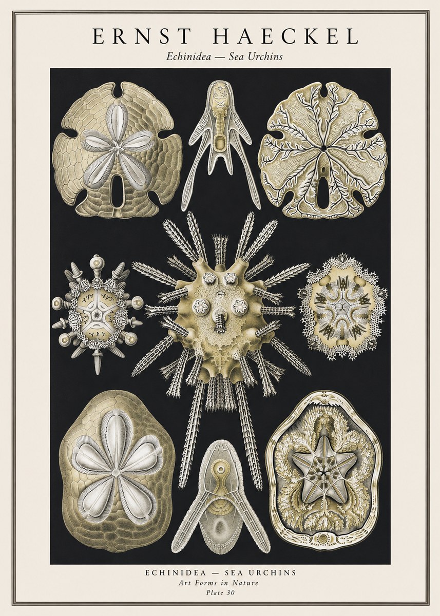 Ernst Haeckel Echinidea — Sea Urchins No1 - Juliste