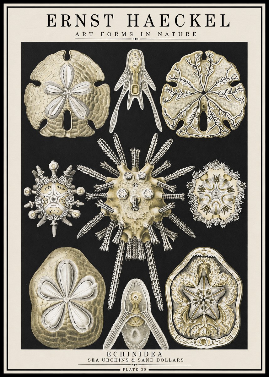 Ernst Haeckel Echinidea — Sea Urchins No4 - Juliste
