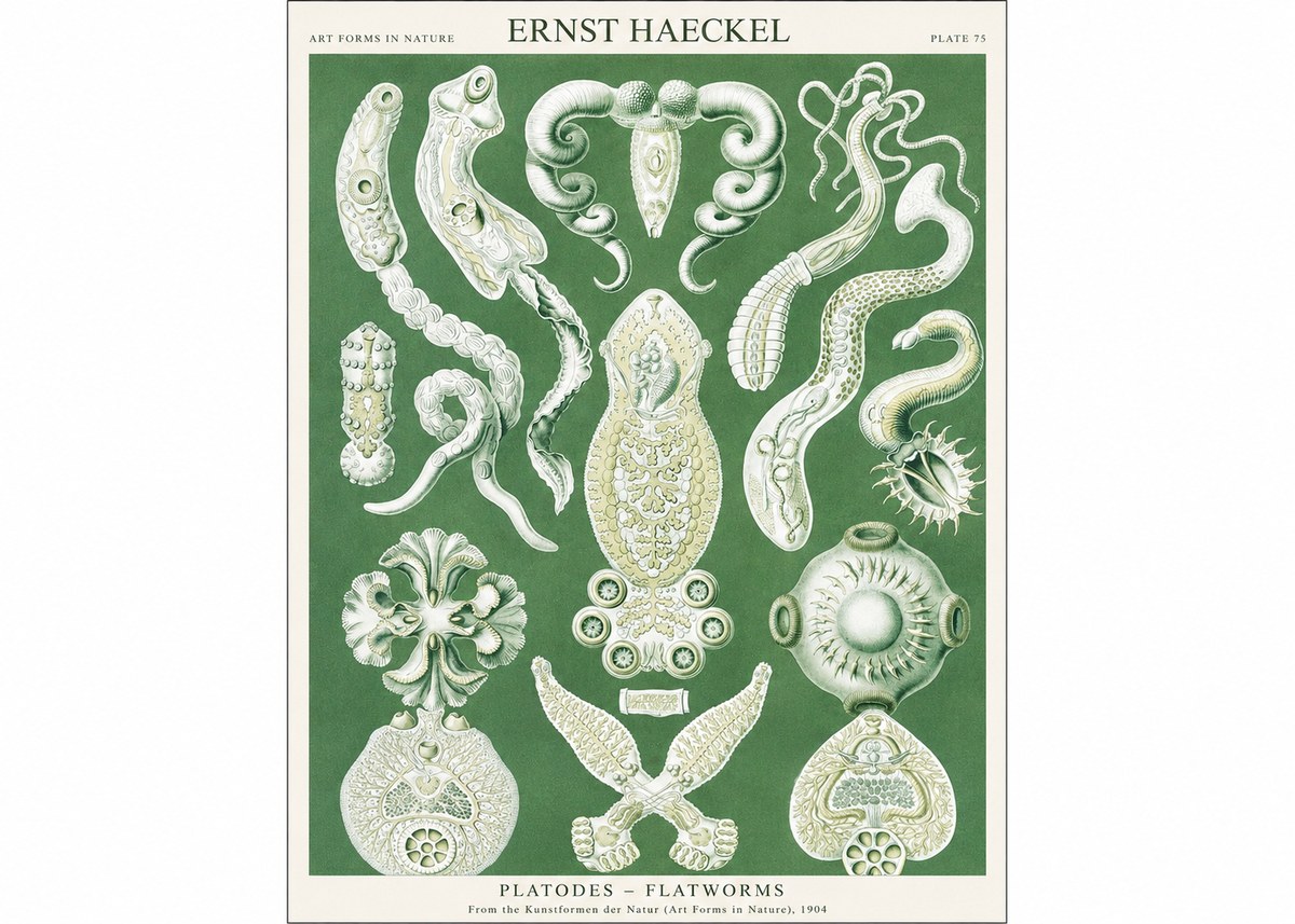 Ernst Haeckel Platodes – Flatworms No1 - Juliste