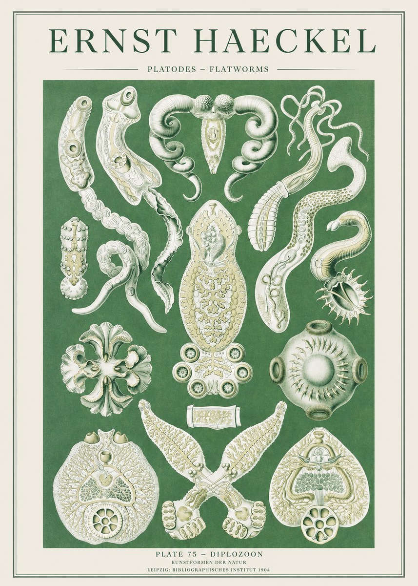 Ernst Haeckel Platodes – Flatworms No2 - Juliste