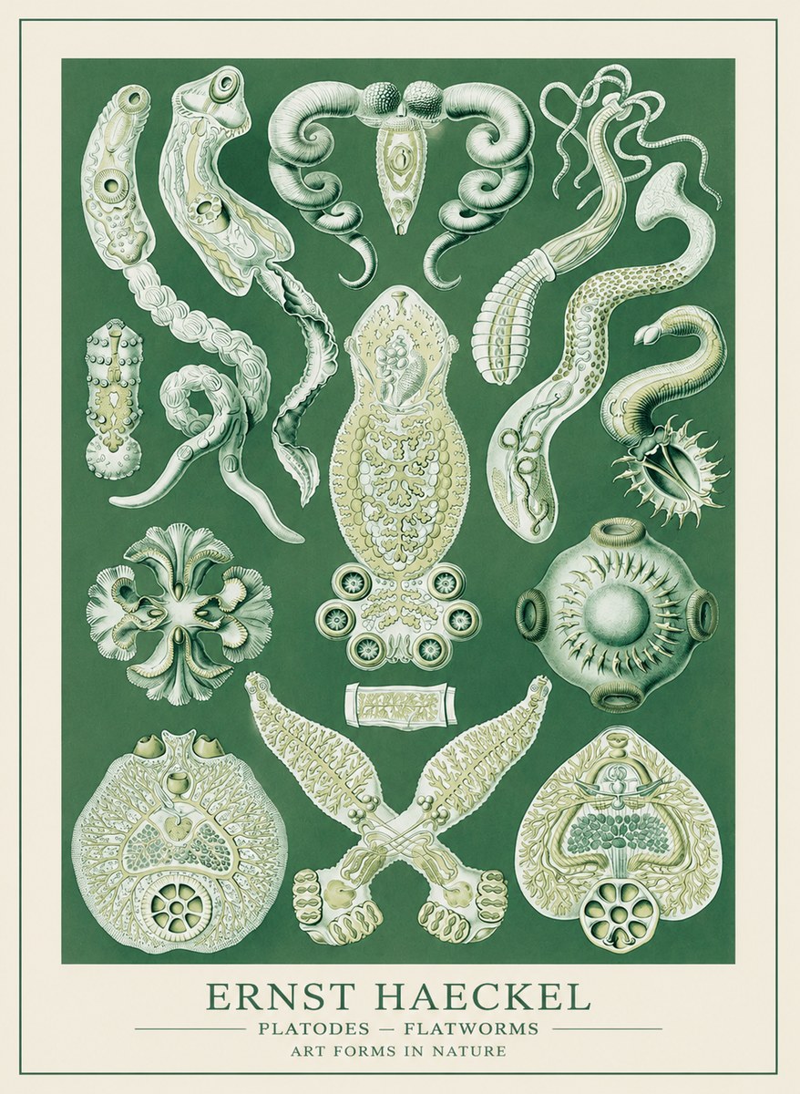 Ernst Haeckel Platodes – Flatworms No3 - Juliste