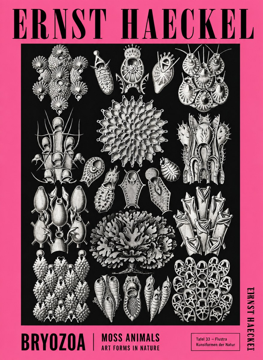 Ernst Haeckel Bryozoa No4 - Juliste