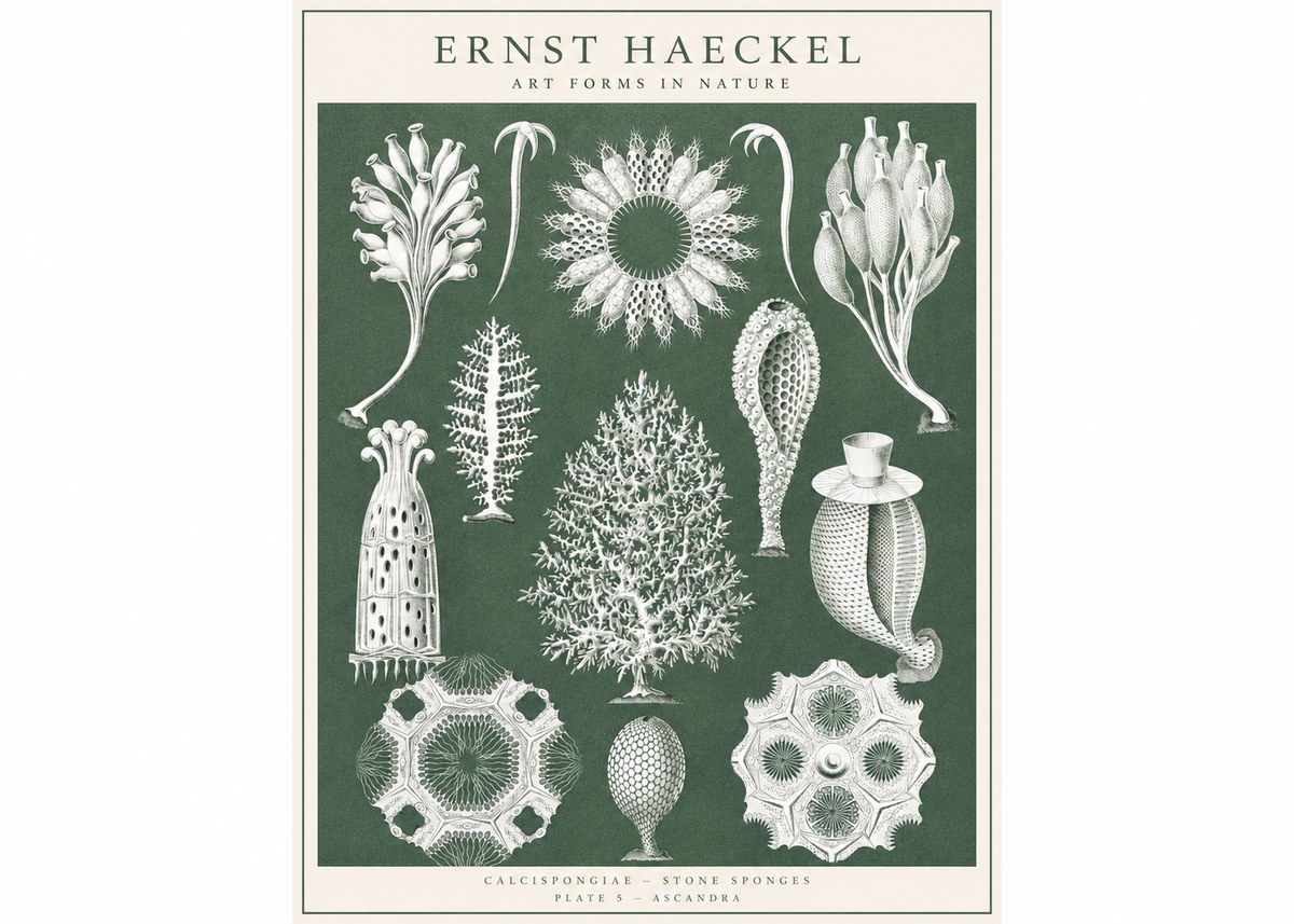 Ernst Haeckel Calcispongiae - Calcisponiges - Plate 5 - Asconia No3 - Juliste