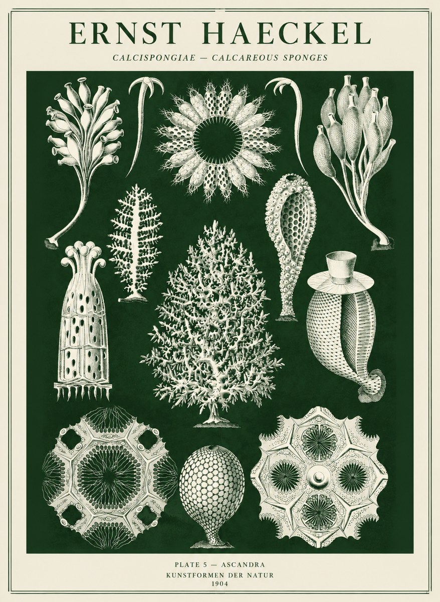 Ernst Haeckel Calcispongiae - Calcisponiges - Plate 5 - Asconia No5 - Juliste