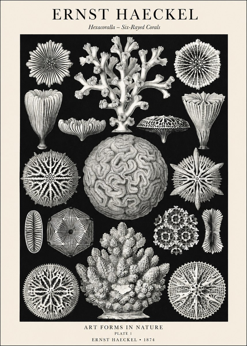 Ernst Haeckel Hexacoralla – Six-rayed Corals No1 - Juliste