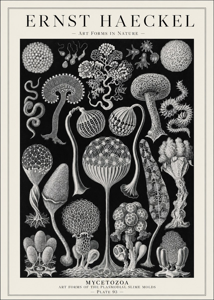 Ernst Haeckel Mycetozoa No1 - Juliste