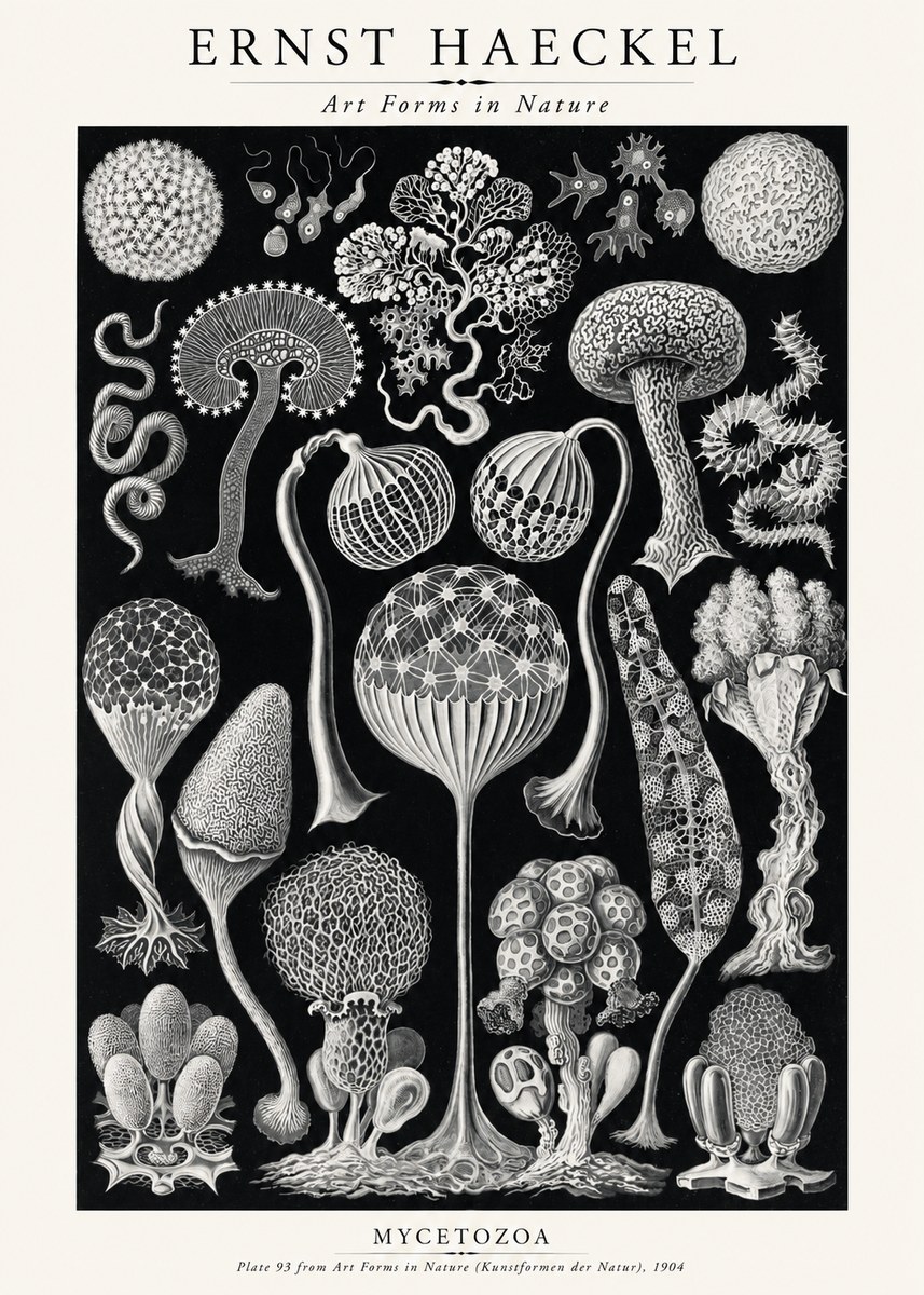 Ernst Haeckel Mycetozoa No2 - Juliste