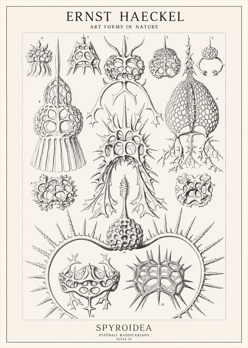 Ernst Haeckel Spyroidea - Puffball Radiolarians - Plate 22 No1 - Juliste