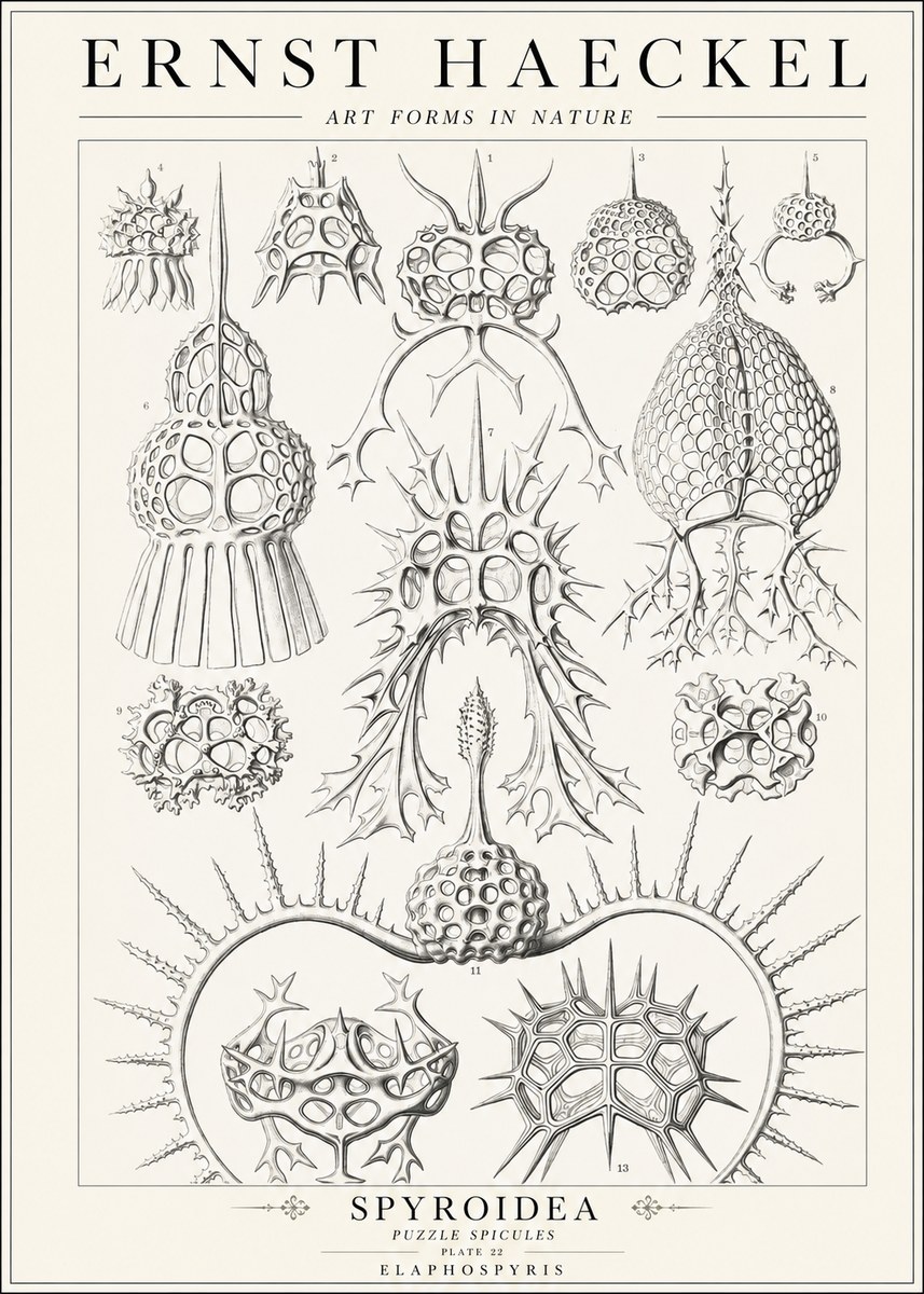 Ernst Haeckel Spyroidea - Puffball Radiolarians - Plate 22 No2 - Juliste