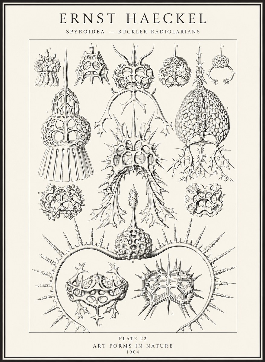 Ernst Haeckel Spyroidea - Puffball Radiolarians - Plate 22 No4 - Juliste