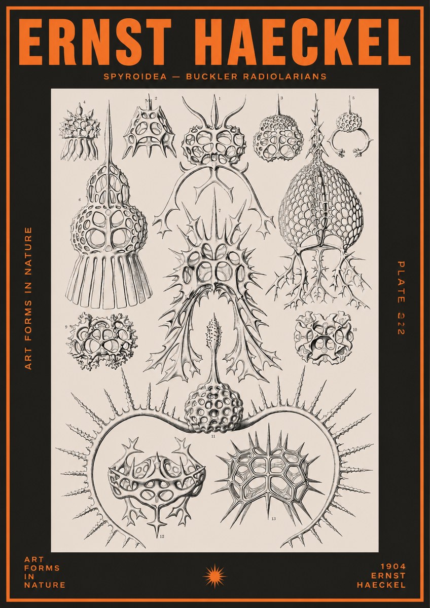 Ernst Haeckel Spyroidea - Puffball Radiolarians - Plate 22 No5 - Juliste