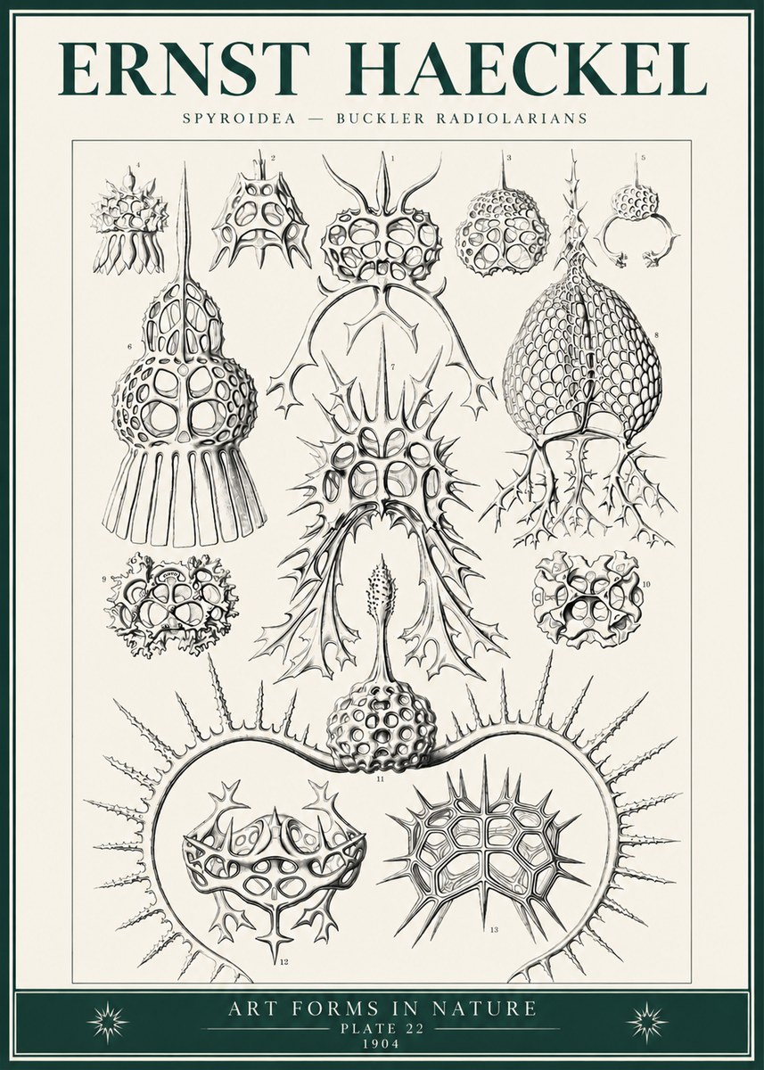 Ernst Haeckel Spyroidea - Puffball Radiolarians - Plate 22 No6 - Juliste