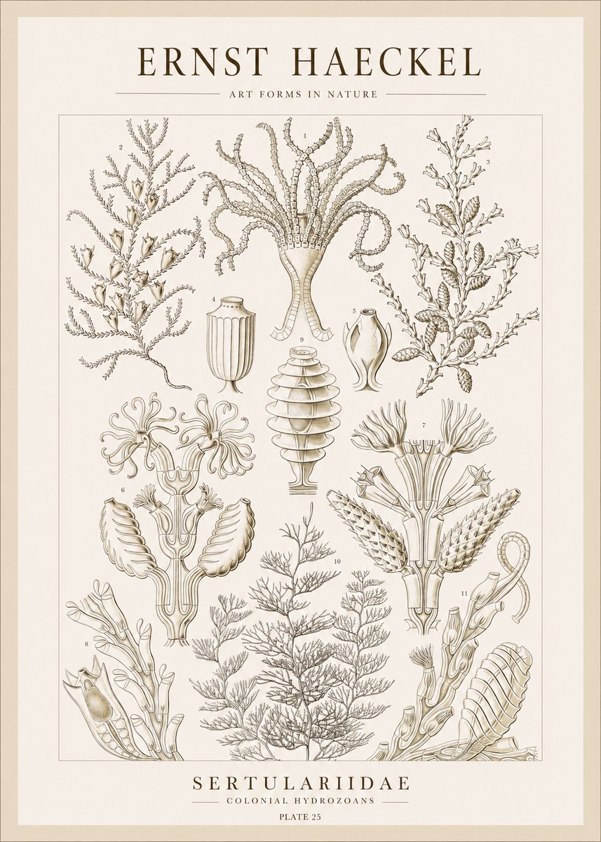 Ernst Haeckel Sertulariidae No1 - Juliste