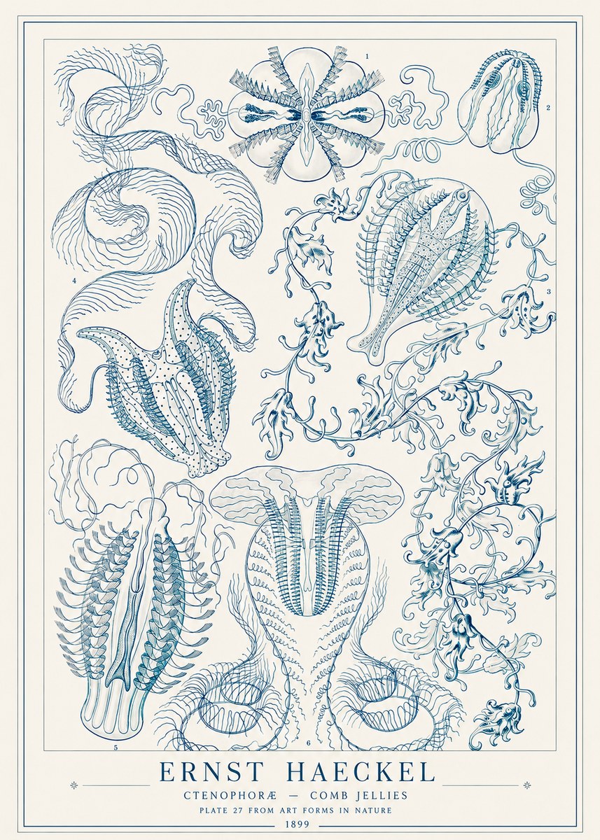 Ernst Haeckel Ctenophoræ – Comb Jellies No1 - Juliste
