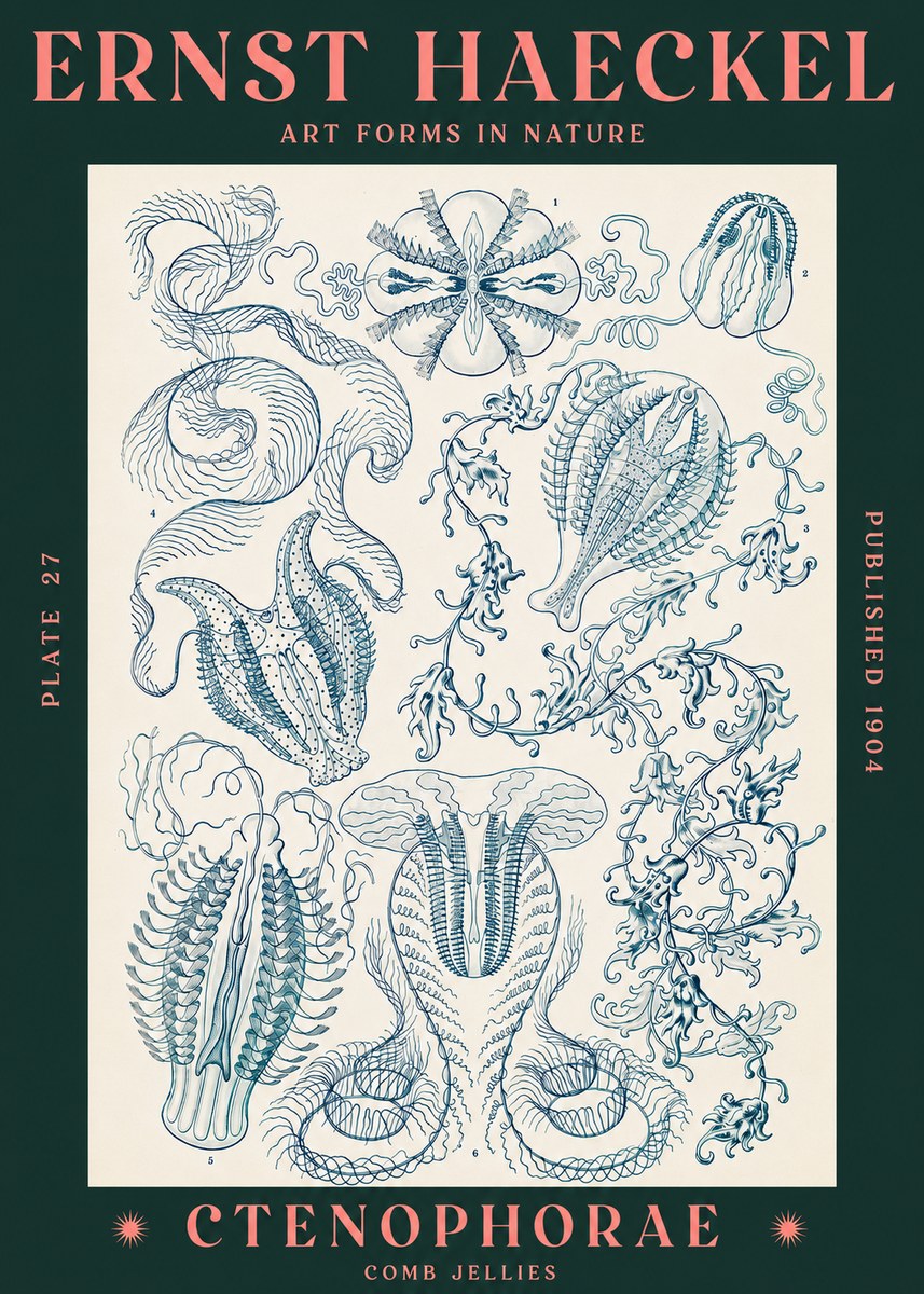 Ernst Haeckel Ctenophoræ – Comb Jellies No3 - Juliste