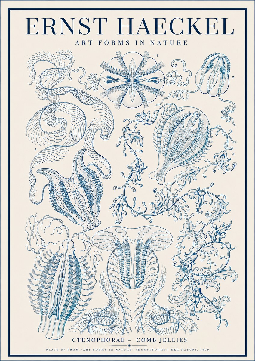 Ernst Haeckel Ctenophoræ – Comb Jellies No4 - Juliste