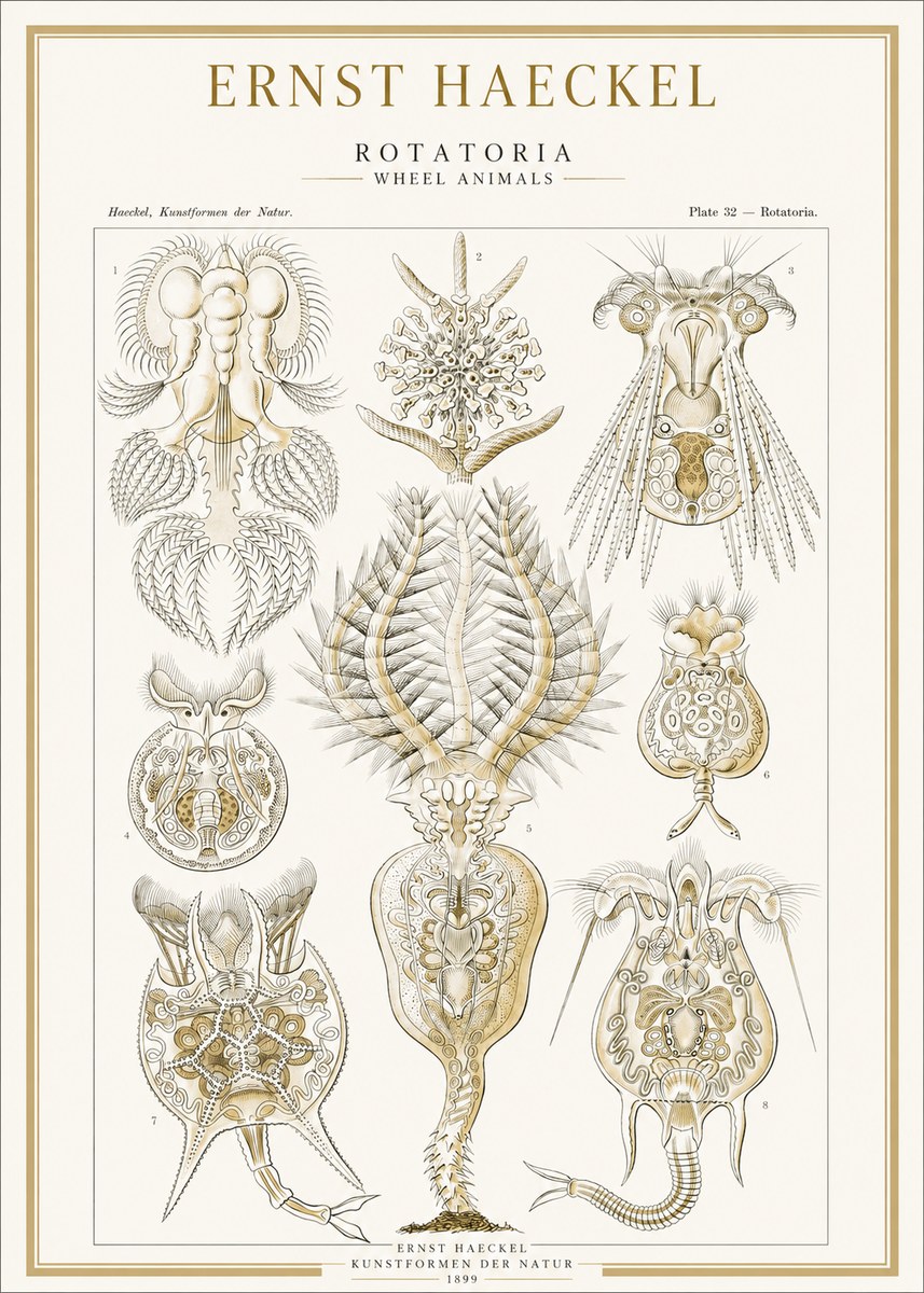 Ernst Haeckel Rotatoria - Wheel Animals No1 - Juliste