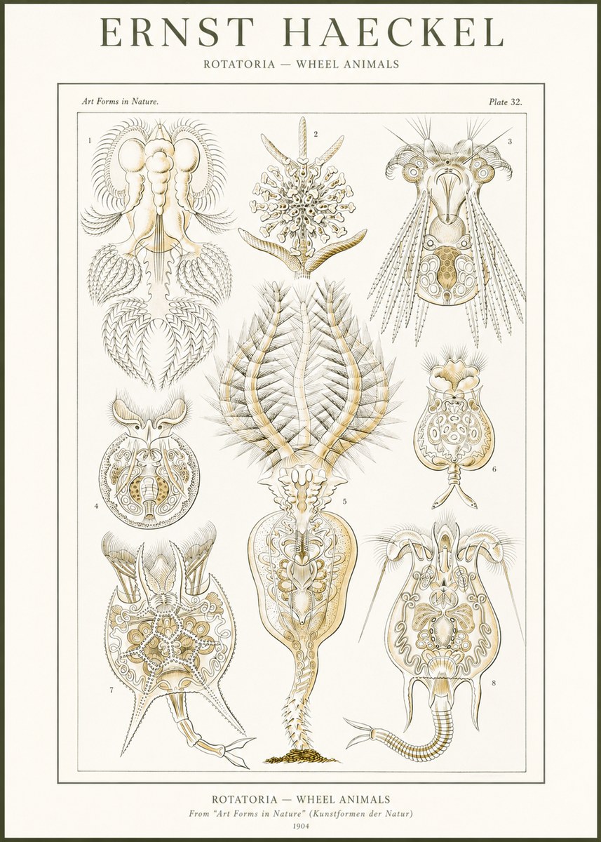 Ernst Haeckel Rotatoria - Wheel Animals No2 - Juliste