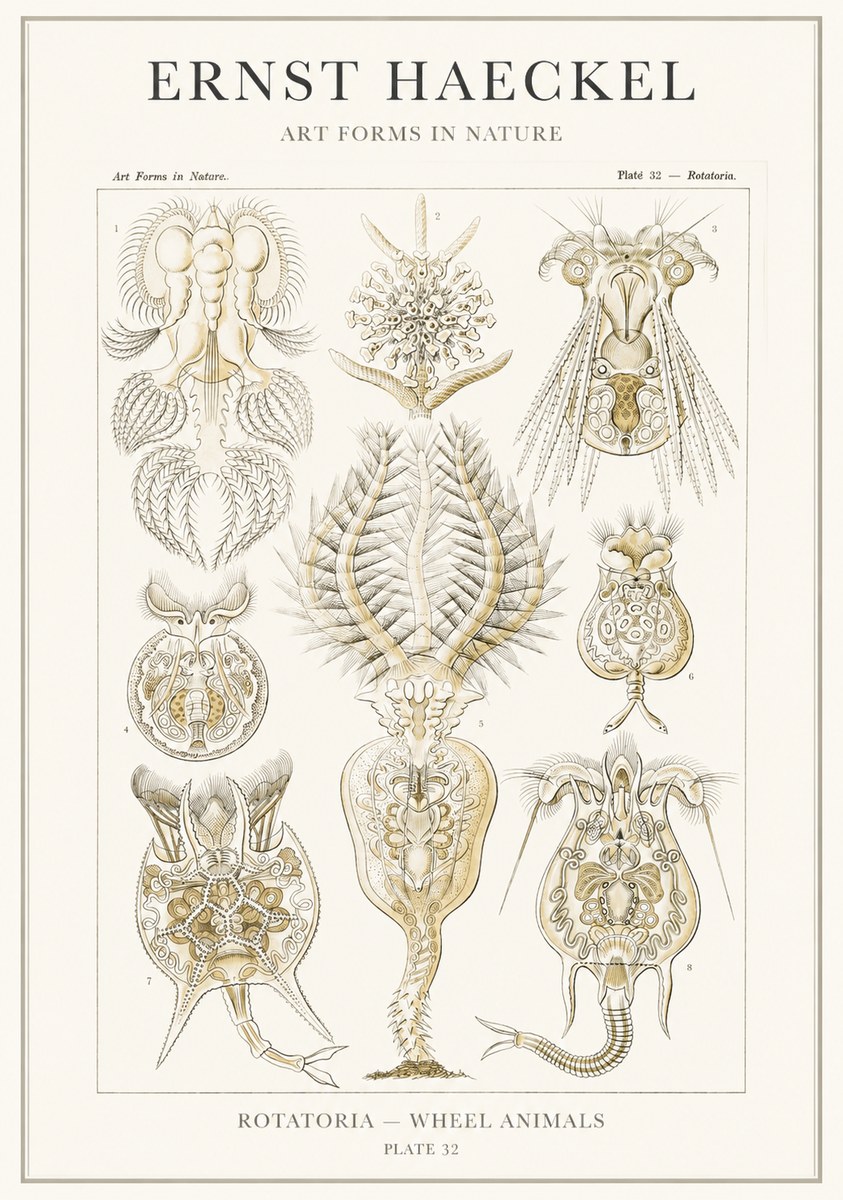 Ernst Haeckel Rotatoria - Wheel Animals No3 - Juliste