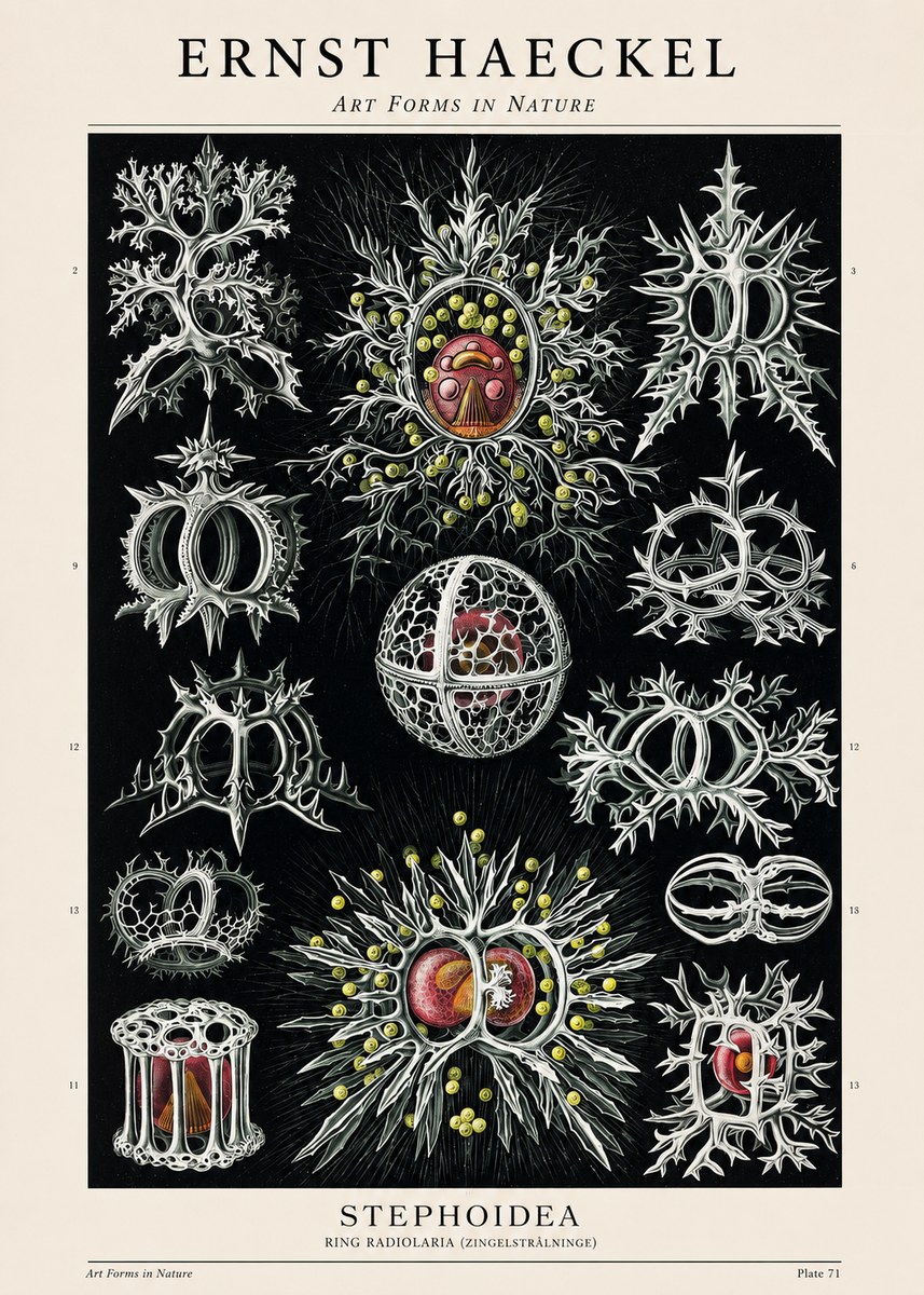 Ernst Haeckel Stephoidea No1 - Juliste