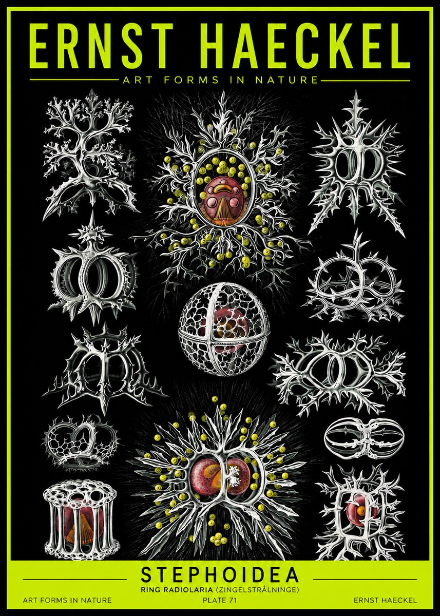 Ernst Haeckel Stephoidea No2 - Juliste