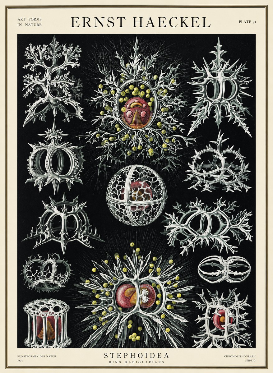 Ernst Haeckel Stephoidea No3 - Juliste