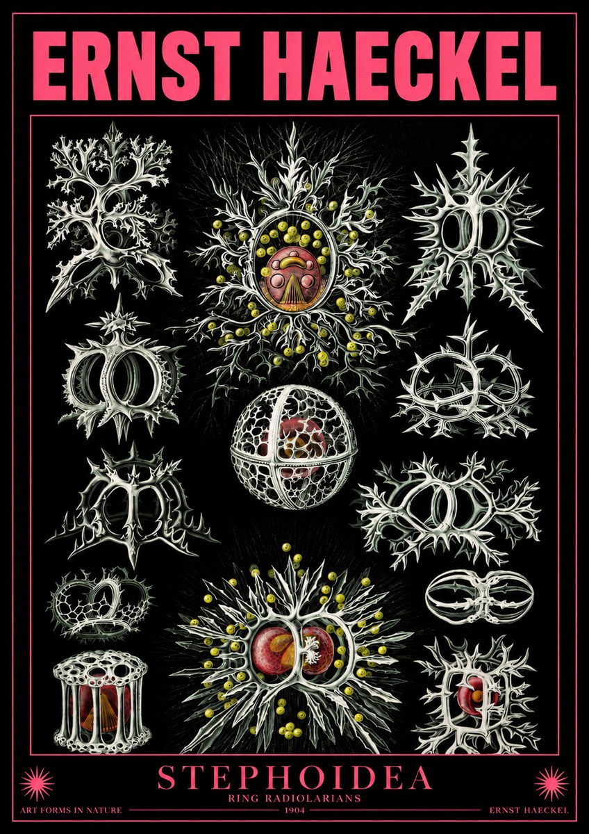 Ernst Haeckel Stephoidea No4 - Juliste