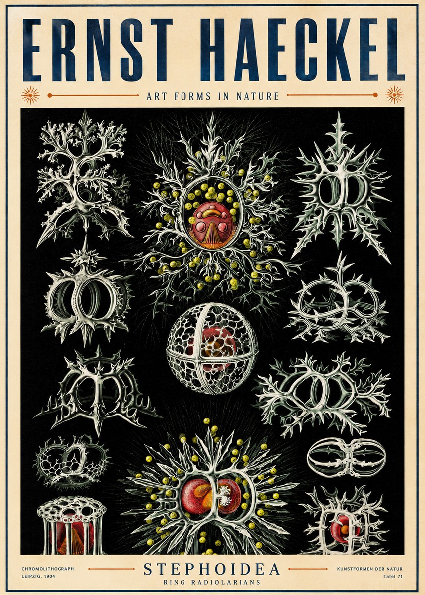 Ernst Haeckel Stephoidea No5 - Juliste