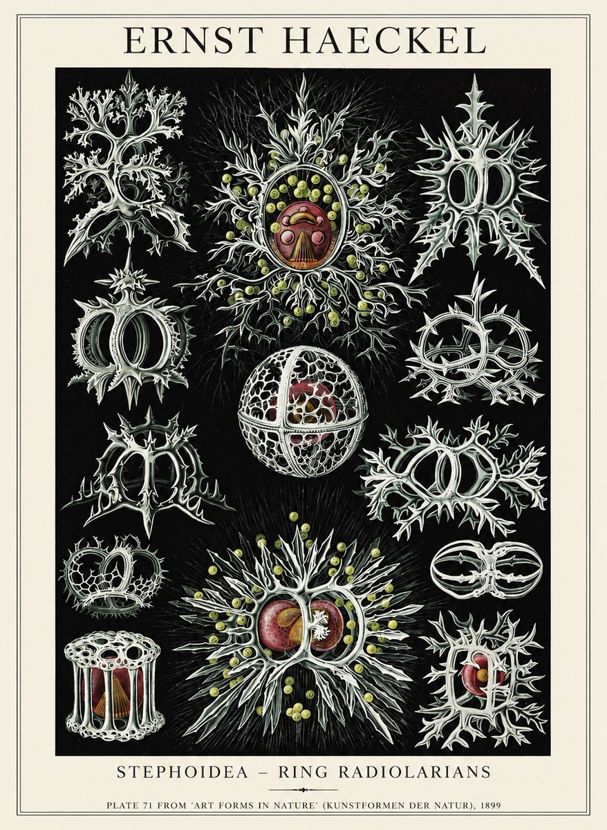 Ernst Haeckel Stephoidea No6 - Juliste