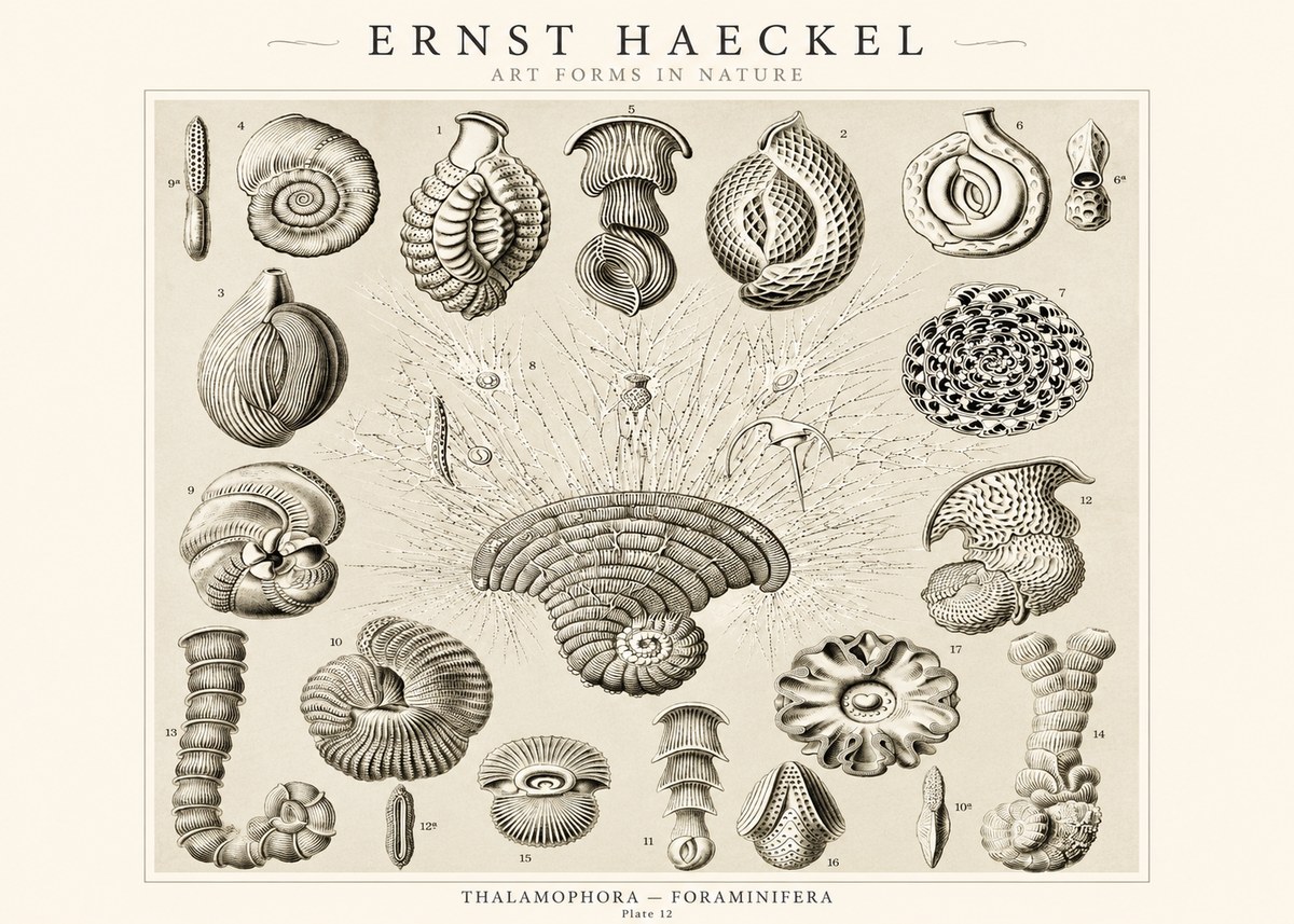 Ernst Haeckel Thalamophora – Foraminifera Plate 12 No1 - Juliste