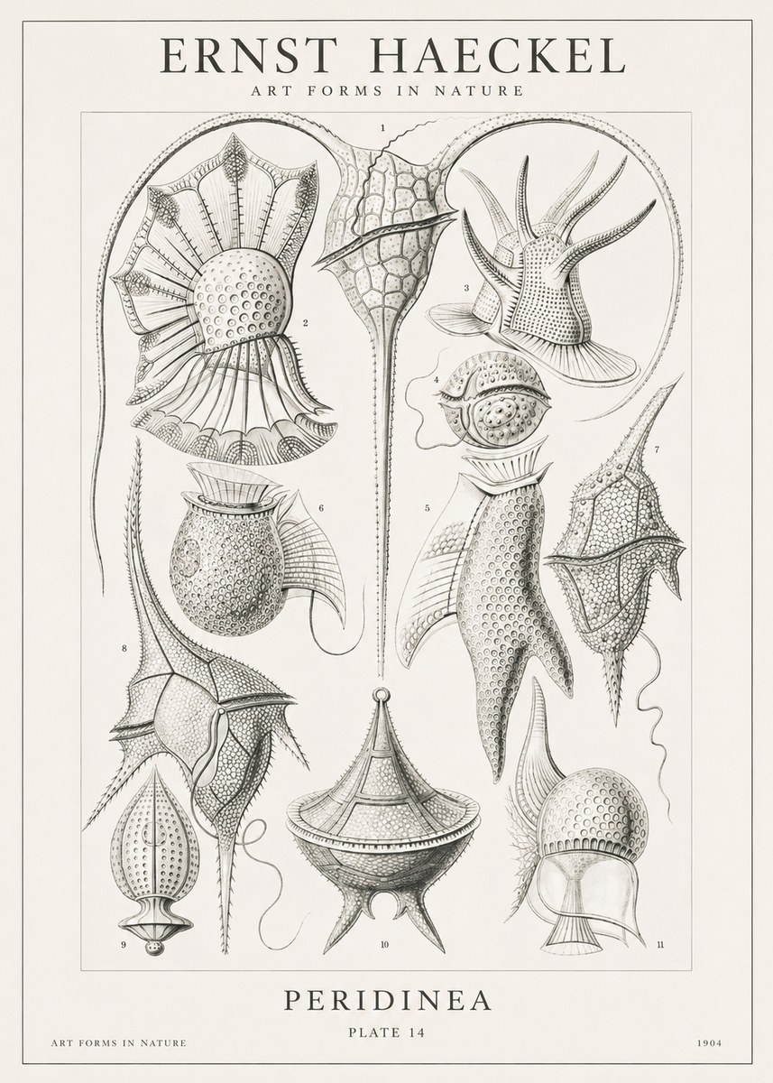 Ernst Haeckel Peridinea No1 - Juliste